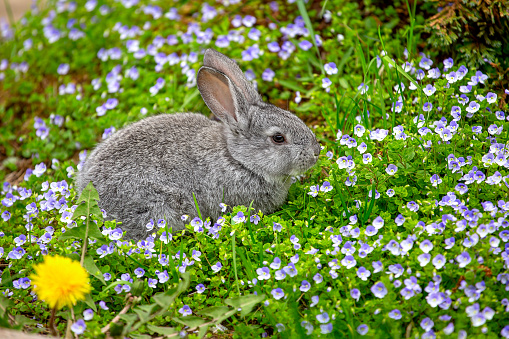 A small gray rabbit sits in blue flowers on a sunny summer day