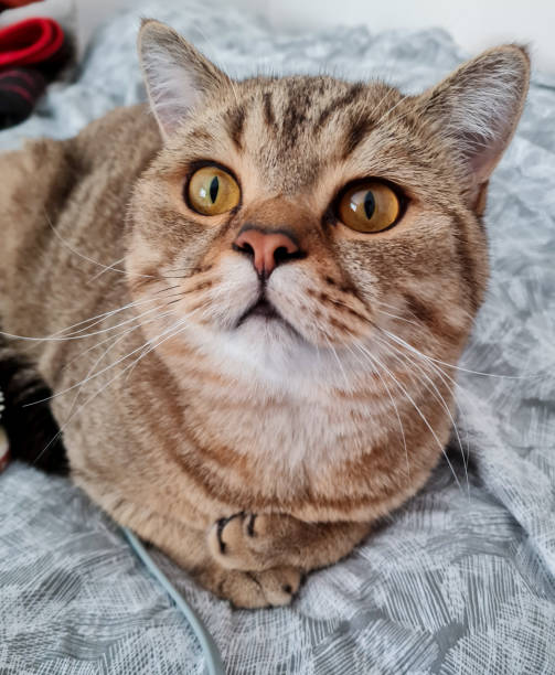 istock Tabby cat gives a sweet look to the camera 1400883783