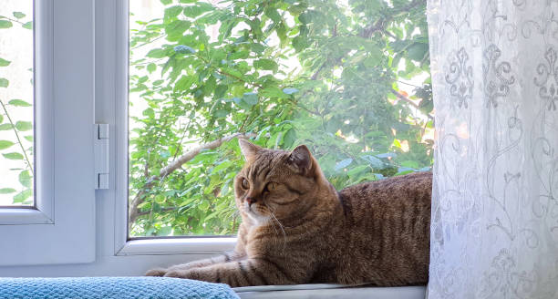 istock Tabby cat gives a sweet look to the camera 1400883799