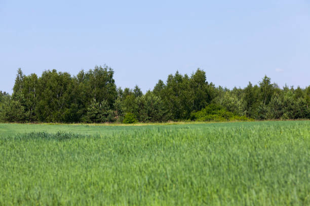 istock growing livestock feed green oats in a large field 1400883905