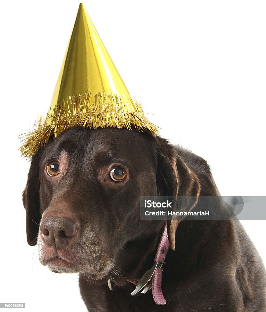 Birthday dog Old labrador retriever wearing a birthday hat. Birthday Stock Photo