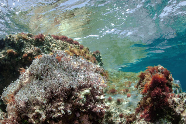 Summer snorkeling in Greece.