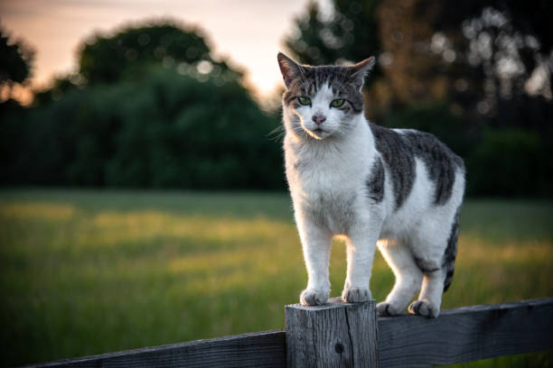 istock Cat glances around on a farm fence n evening sun 1400889449