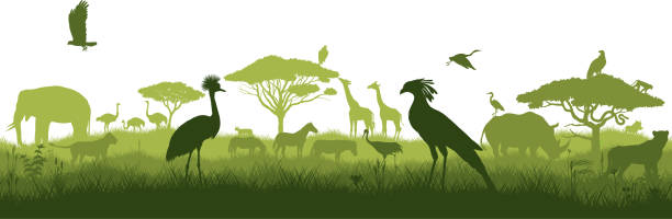 векторная горизонтальная бесшовная тропическая африканская саванна с жирафом, страусом, зеброй, стервятником, орлом, птицей-секретарем, ль - giraffe namibia africa animal stock illustrations