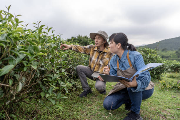 istock Two Asian modern farm workers do data collection in the experimental field 1400893418