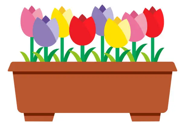 Vector illustration of Illustration of colorful tulips in a planter