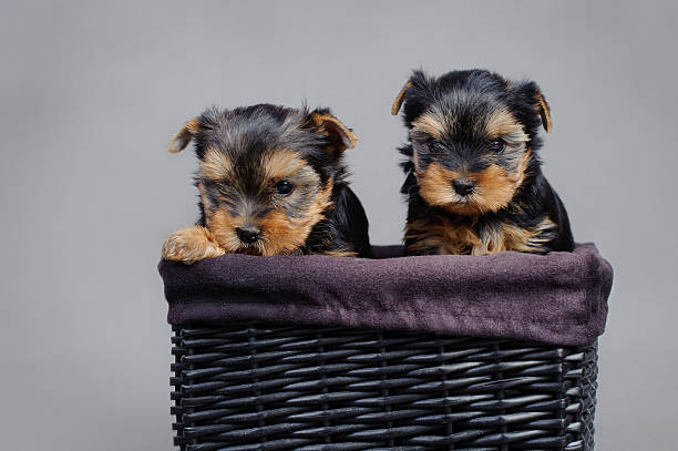 istock Yorkshire terrier Dog puppies portrait 140089968