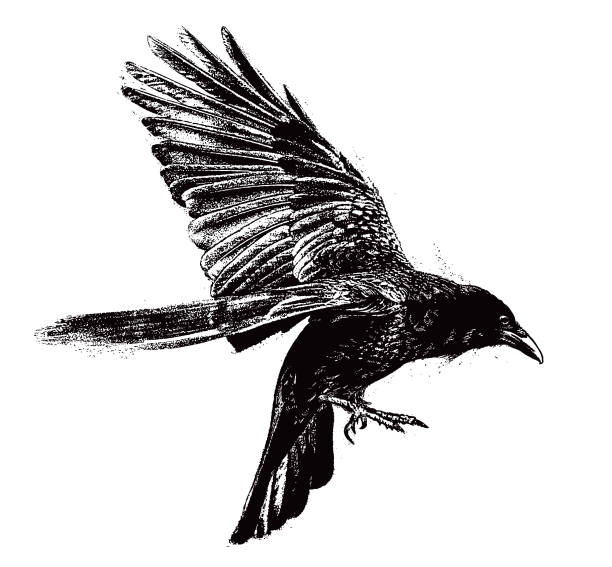 Raven flying Illustration of a Raven flying ravens and crows pics stock illustrations