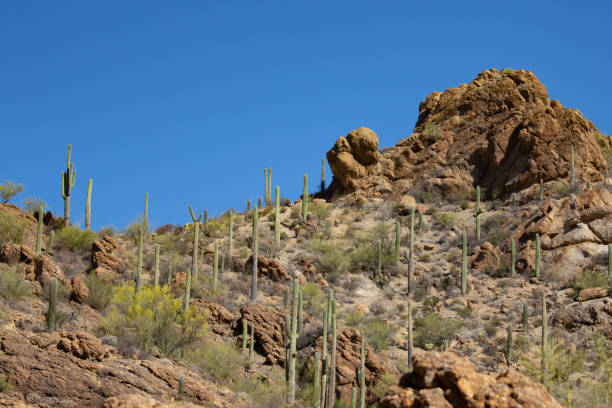 istock Saguaro Forest Landscape in Arizona 1400902298