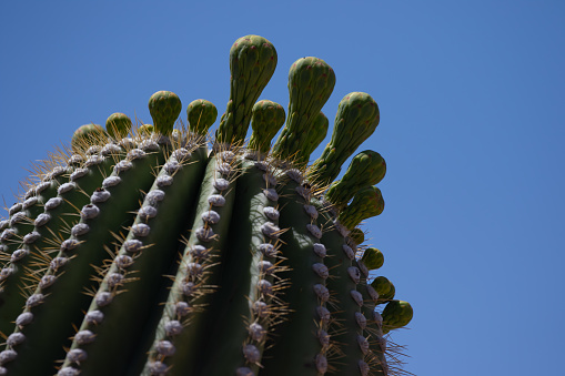 Saguaro Cactus Needle Detail