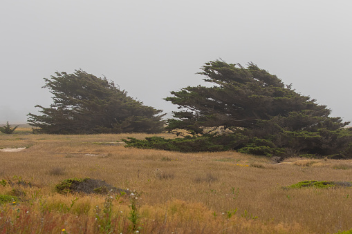 Windswept Monterey Cypress Grove Near Half Moon Bay California