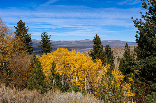 High mountain trees whose leaves have changed to colorful autumn colors.\n\nTaken in Eastern Sierra Nevada, California, USA.