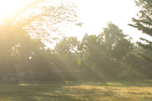 The morning sun shines through the trees