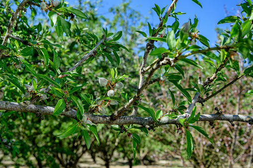 Close-up Ripening almond (Prunus dulcis) fruit growing in clusters in trees on a central California orchard.\n\nTaken in the San Joaquin Valley, California, USA.