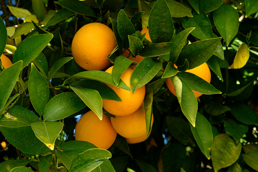 Close-up of navel oranges ripening on tree.\n\nTaken In Fresno, California, USA.