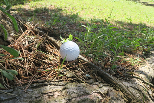 A chipper golf club and golf ball in the light rough.
