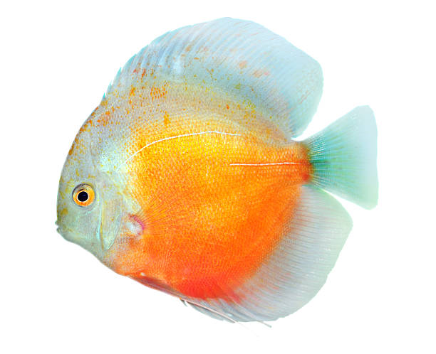 Discus Symphysodon Discus. Isolated on white background with clipping path discus fish symphysodon stock pictures, royalty-free photos & images