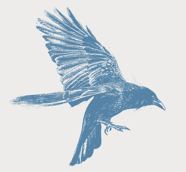 Raven flying Illustration of a Raven flying raven bird stock illustrations