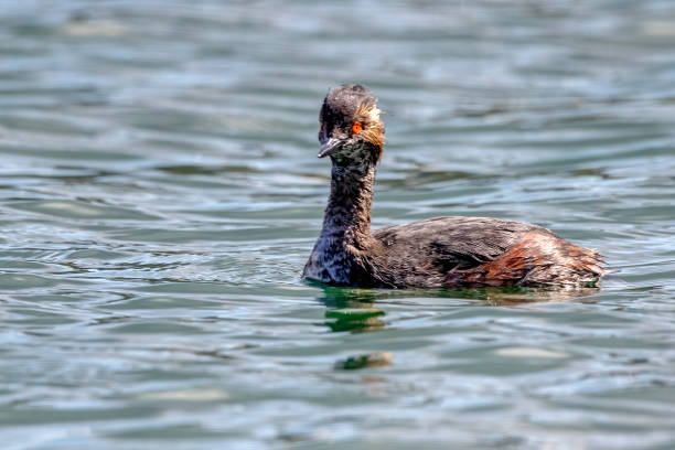 istock Black-necked Grebe in sea inlet water 1400908962