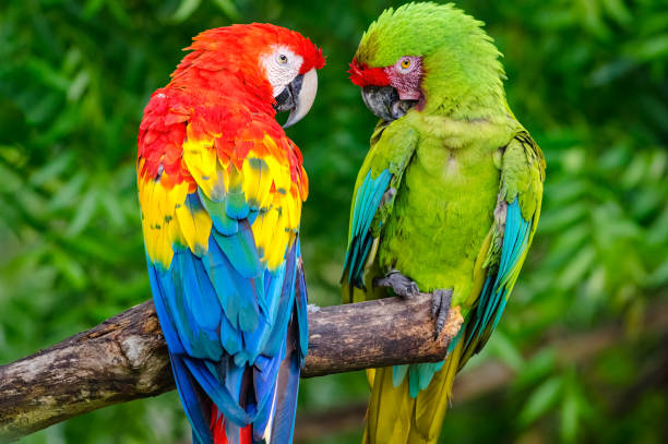 istock Scarlet and Military Macaws (Ara militaris and Ara Macao). Pair of macaws perched on the dry trunk of a dead tree while looking curiously at the camera. 1400910033