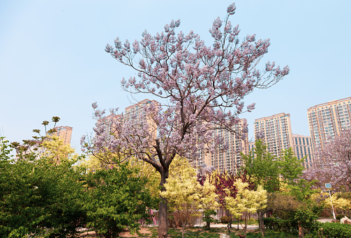 spring tree with pink flowers