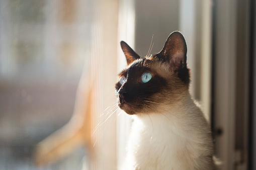 Blue-eyed Siamese cat sitting near the window of the house and watching outside. Shot with high megapixel dslr camera, Canon 5DSR