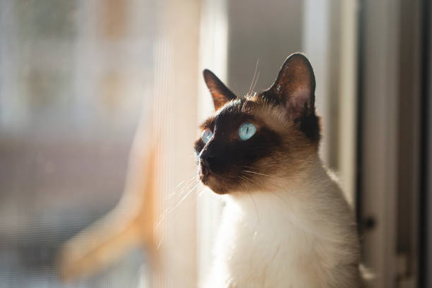 Siamese cat Blue-eyed Siamese cat sitting near the window of the house and watching outside. Shot with high megapixel dslr camera, Canon 5DSR siamese cat stock pictures, royalty-free photos & images