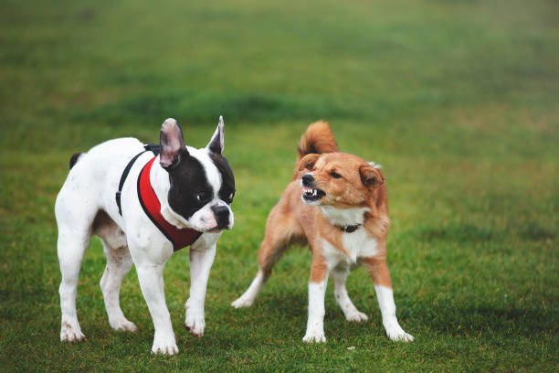 Mixed race domestic agressive dog socialization with dog training and rehabilitation with a french bulldog