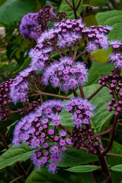 Conoclinium coelestinum, the blue mistflower, is native  to eastern and central North America, from Ontario south as far as tepoztlan, mexico.