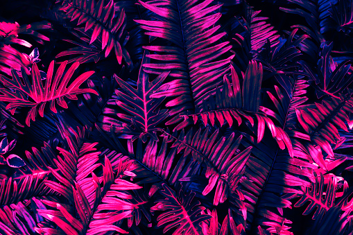 dark blue purple color toned of tropical leaves