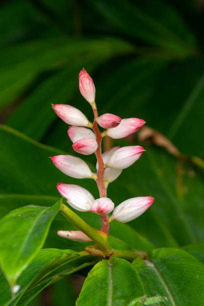 Alpinia zerumbet, also known as shell ginger, is a perennial ginger native to East Asia. They are grown as ornamentals and their leaves are used in cuisine and traditional medicine. They are also sometimes known as the pink porcelain lily, variegated ginger or butterfly ginger.