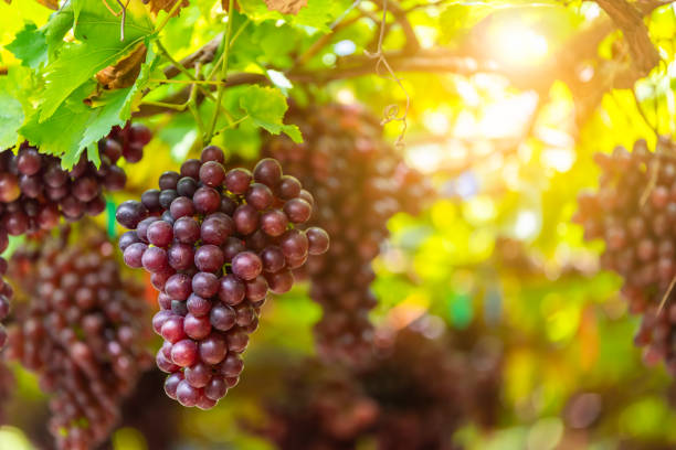 гроздь спелого винограда на винограднике виноградной фермы. - red grape grape fruit sweet food стоковые фото и изображения