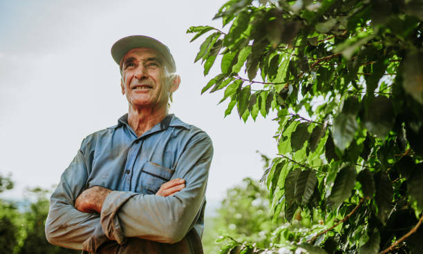 lateinischer mann, der an einem sonnigen tag kaffeebohnen pflückt. kaffeebauer erntet kaffeebeeren. brazilien - farmer stock-fotos und bilder