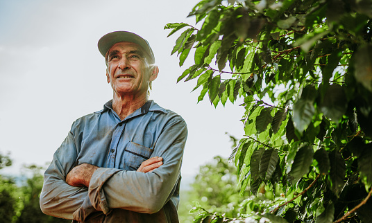 Hombre latino recogiendo granos de café en un día soleado. El caficultor está cosechando bayas de café. Brasil photo