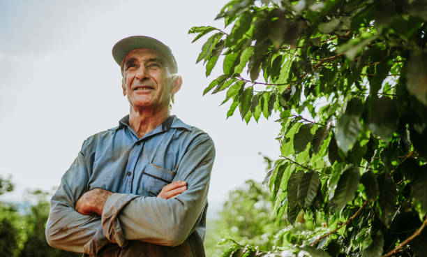 homme latin cueillant des grains de café par une journée ensoleillée. le producteur de café récolte des baies de café. brésil - agriculture photos et images de collection