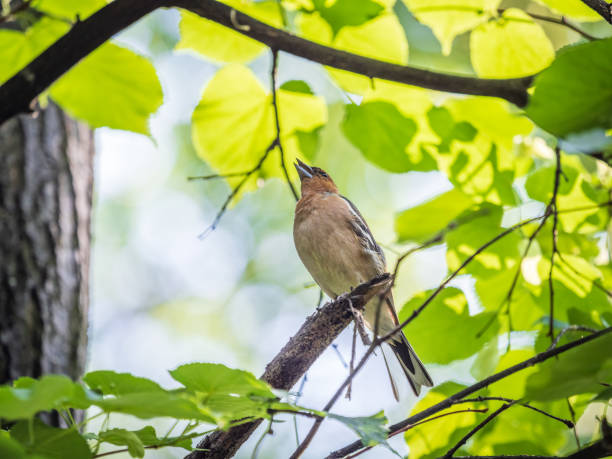 istock Common chaffinch, Fringilla coelebs, sits on a branch in spring on green background. Common chaffinch in wildlife. 1400922172