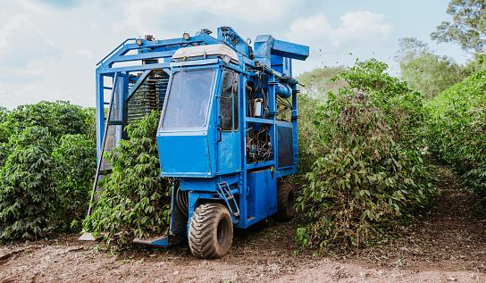 Coffee mechanized harvesting in Minas Gerais, Brazil.