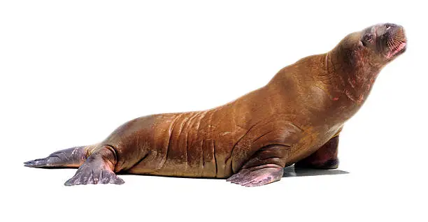 Walrus (Odobenus rosmarus). Isolated on white background with clipping path