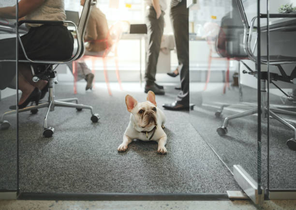 Low angle view of pet French bulldog sitting on floor amongst colleagues working in modern creative office interior stock photo