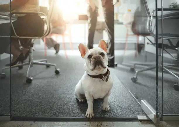 Photo of Portrait of pet French bulldog sitting on floor amongst colleagues working in modern creative office interior