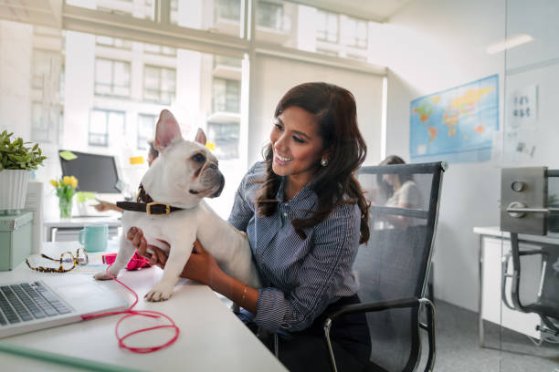 asiatische mittelerwachsene frau hält haustier französische bulldogge auf dem schreibtischtisch und sieht von angesicht zu angesicht aus, während sie in modernem kreativem bürointerieur arbeitet - people business dog owner stock-fotos und bilder