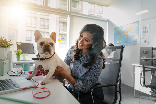 Asian mid adult woman holding pet French bulldog on desk table while working in modern bright creative office interior