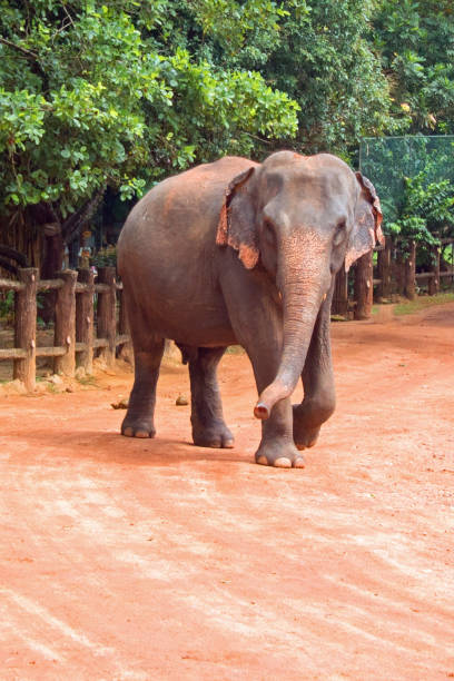 istock Asian Elephant in Pinnawalla Sri Lanka Asia 1400929570