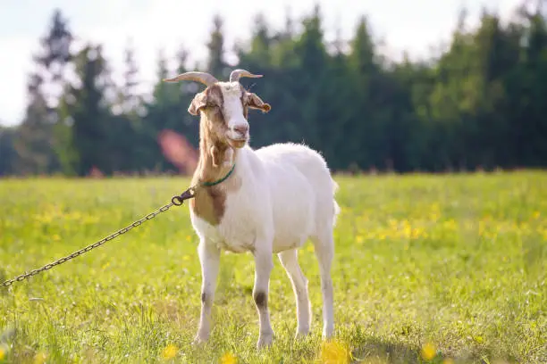 A white horned goat head on blurry natural background