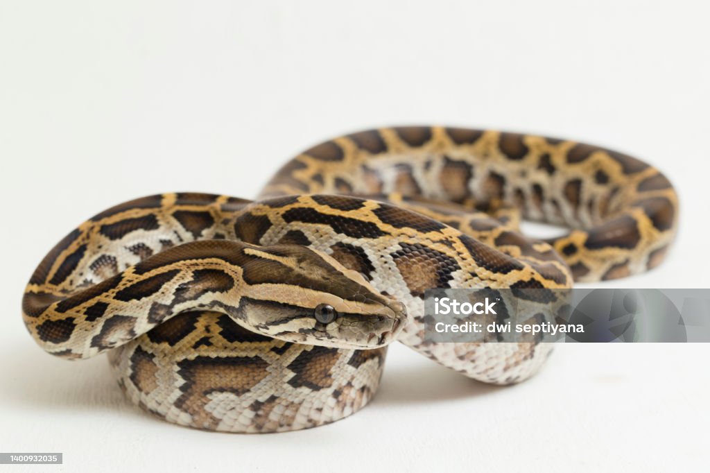 premium photo | snake burmese python molurus... Snake Burmese Python Molurus Bivittatus On White Background Stock Photo ...