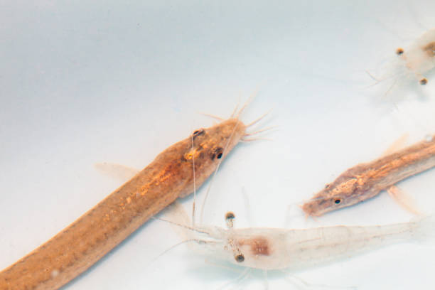 istock Loach and shrimp in aquarium 1400932044