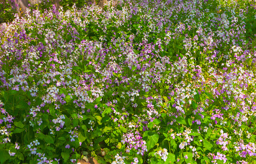 Colourful meadow of scattered flowers