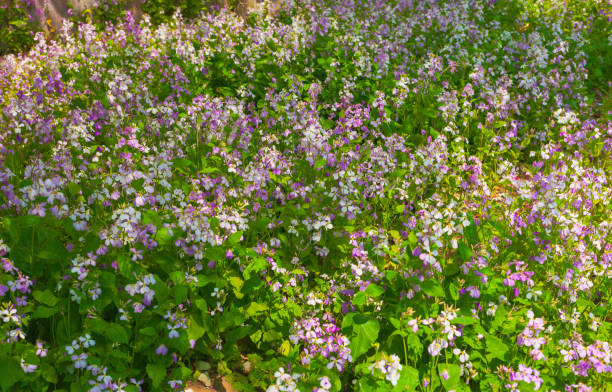 весенний луг с большим количеством полевых цветов - succulent plant sedum temperate flower perennial стоковые фото и изображения
