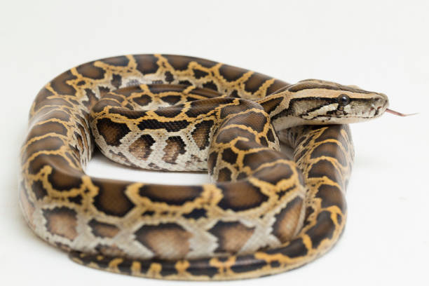 Angolan Python 70+ Angolan Python Photos Stock Photos, Pictures & Royalty-Free Images ...