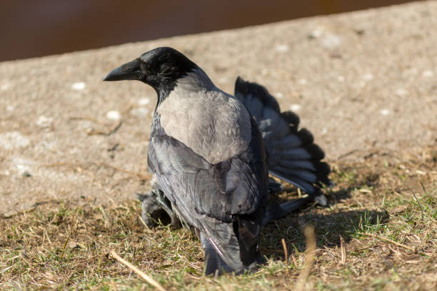 istock crow attacked a dove on the ground 1400932740